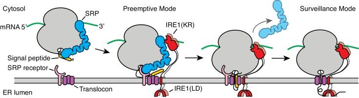 https://cdn.ncbi.nlm.nih.gov/pmc/blobs/3820/6336407/aac0299ff337/elife-43036-fig7.jpg