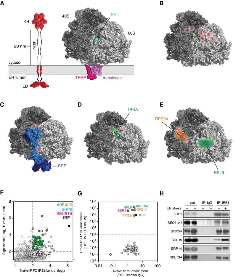https://cdn.ncbi.nlm.nih.gov/pmc/blobs/3820/6336407/e29afd7b2c2d/elife-43036-fig5.jpg