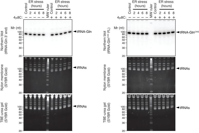 https://cdn.ncbi.nlm.nih.gov/pmc/blobs/3820/6336407/f84b1ab44e05/elife-43036-fig4-figsupp2.jpg