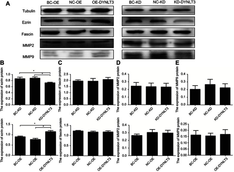 https://cdn.ncbi.nlm.nih.gov/pmc/blobs/3824/6612992/980baa4f46d4/CMAR-11-5925-g0007.jpg