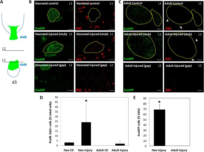 https://cdn.ncbi.nlm.nih.gov/pmc/blobs/3825/5362908/c558891a3d61/srep45238-f7.jpg