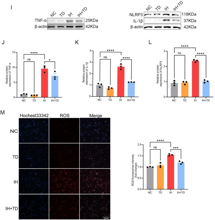 https://cdn.ncbi.nlm.nih.gov/pmc/blobs/3826/12067661/80ab48b8cc54/JIR-18-5931-g0005.jpg