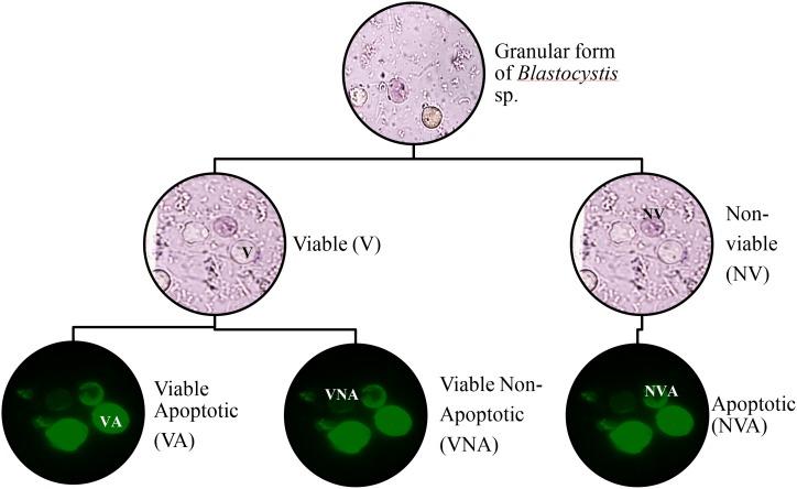 https://cdn.ncbi.nlm.nih.gov/pmc/blobs/3826/4966910/5e512e5c7d4d/pone.0155390.g002.jpg
