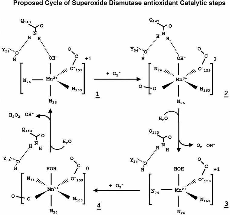 https://cdn.ncbi.nlm.nih.gov/pmc/blobs/3829/10783645/e05b06de18c5/fcad356f4.jpg