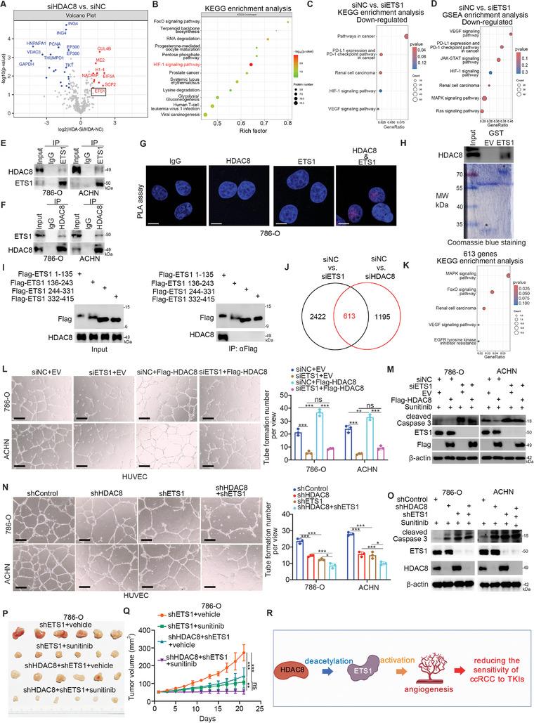 https://cdn.ncbi.nlm.nih.gov/pmc/blobs/3830/11423204/15140e0e94f5/ADVS-11-2401142-g005.jpg