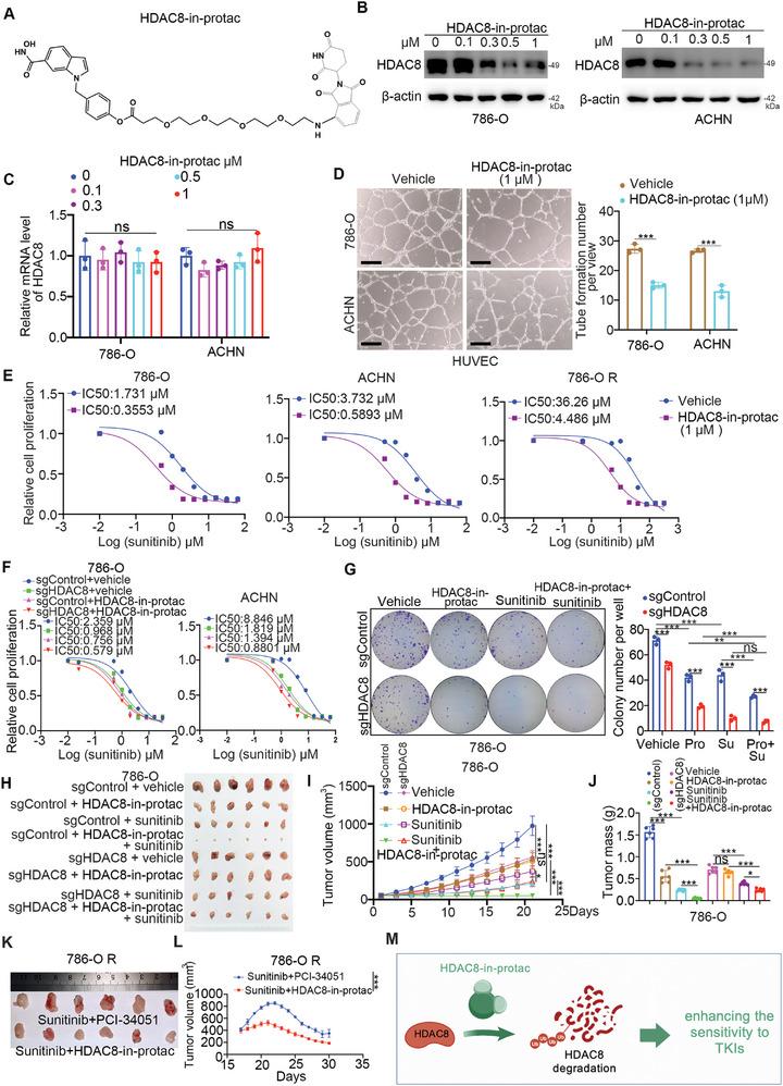 https://cdn.ncbi.nlm.nih.gov/pmc/blobs/3830/11423204/52bbd0e17e65/ADVS-11-2401142-g002.jpg