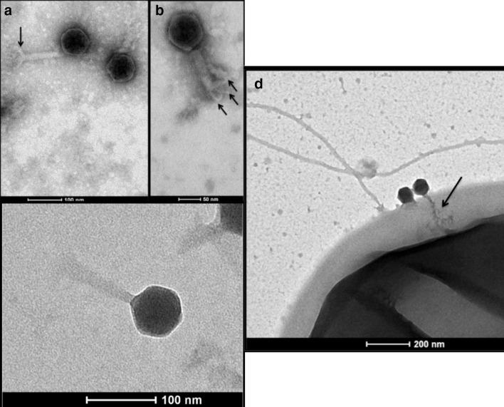 https://cdn.ncbi.nlm.nih.gov/pmc/blobs/3837/7431101/817b16ad335a/jmm-69-309-g001.jpg