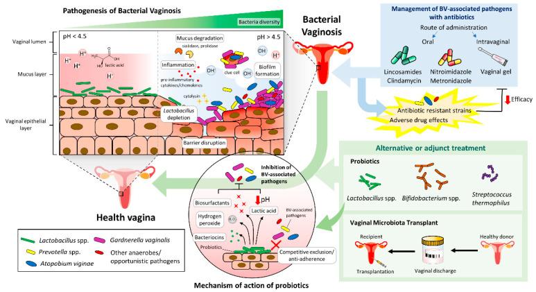 https://cdn.ncbi.nlm.nih.gov/pmc/blobs/3838/8232816/724d103e126c/antibiotics-10-00719-g001.jpg