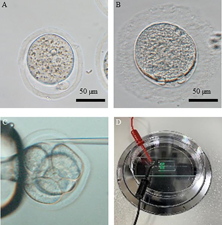 https://cdn.ncbi.nlm.nih.gov/pmc/blobs/383a/10256193/f347b31c5f9b/pone.0287065.g002.jpg