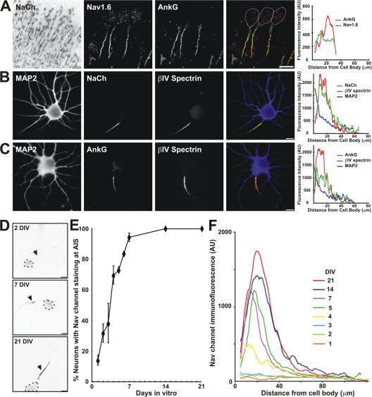 https://cdn.ncbi.nlm.nih.gov/pmc/blobs/383a/2063985/a7435ddffd29/jcb1760509f01.jpg