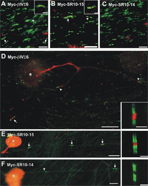 https://cdn.ncbi.nlm.nih.gov/pmc/blobs/383a/2063985/c04ddf4e9772/jcb1760509f06.jpg