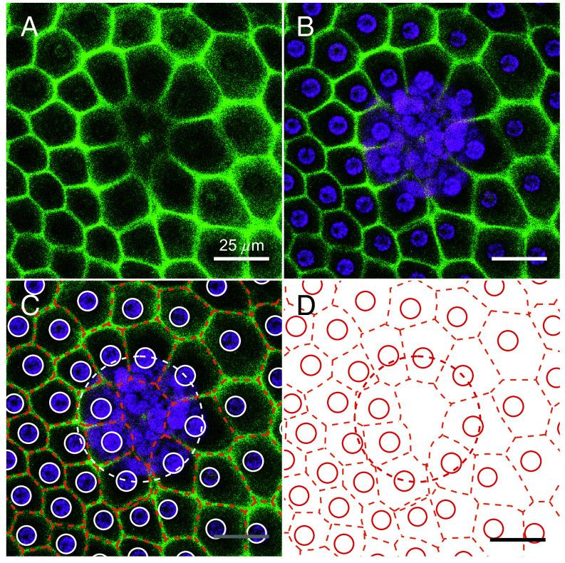 https://cdn.ncbi.nlm.nih.gov/pmc/blobs/383d/12377771/2082f2339830/pnas.2425759122fig06.jpg
