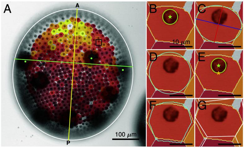 https://cdn.ncbi.nlm.nih.gov/pmc/blobs/383d/12377771/2f89c602cc08/pnas.2425759122fig07.jpg