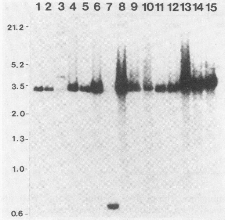 https://cdn.ncbi.nlm.nih.gov/pmc/blobs/3840/259828/6918a5def17d/iai00071-0132-a.jpg