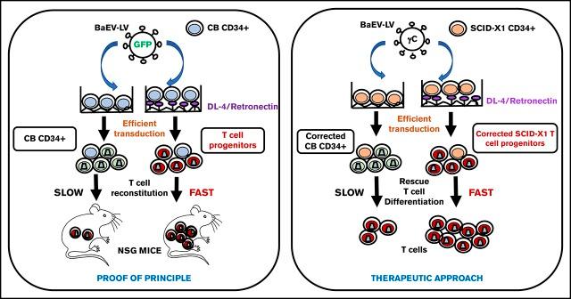 https://cdn.ncbi.nlm.nih.gov/pmc/blobs/3842/6373736/6d43bc359889/advances027508absf1.jpg
