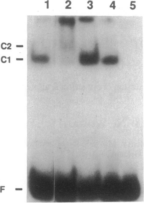 https://cdn.ncbi.nlm.nih.gov/pmc/blobs/3843/51772/2cf0923be9e7/pnas01061-0337-a.jpg