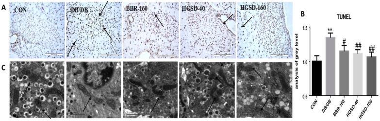 https://cdn.ncbi.nlm.nih.gov/pmc/blobs/3843/6643135/5bac0d2b1288/ijbsv15p1533g007.jpg