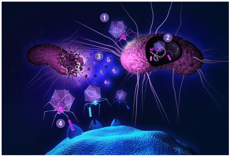 https://cdn.ncbi.nlm.nih.gov/pmc/blobs/3843/6981544/71c2483fd860/ijms-21-00215-g002.jpg