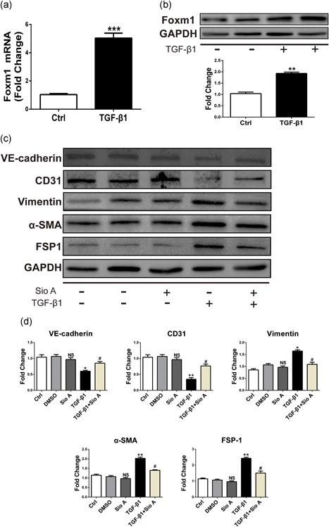 https://cdn.ncbi.nlm.nih.gov/pmc/blobs/3844/6686160/a0e8eaa7fd60/JCP-234-9052-g003.jpg
