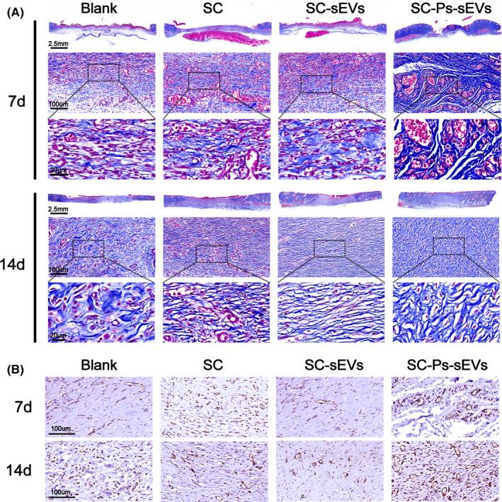 https://cdn.ncbi.nlm.nih.gov/pmc/blobs/3846/9055911/441d9b31b994/CPR-55-e13196-g001.jpg