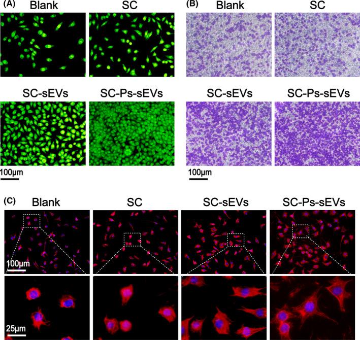 https://cdn.ncbi.nlm.nih.gov/pmc/blobs/3846/9055911/659584228043/CPR-55-e13196-g008.jpg
