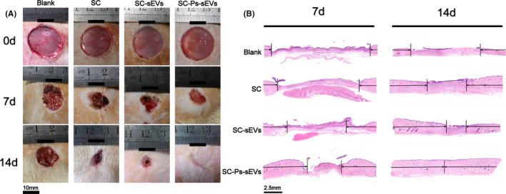 https://cdn.ncbi.nlm.nih.gov/pmc/blobs/3846/9055911/8394e6c6fc13/CPR-55-e13196-g006.jpg