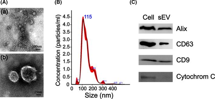 https://cdn.ncbi.nlm.nih.gov/pmc/blobs/3846/9055911/bcaad18b4cce/CPR-55-e13196-g003.jpg