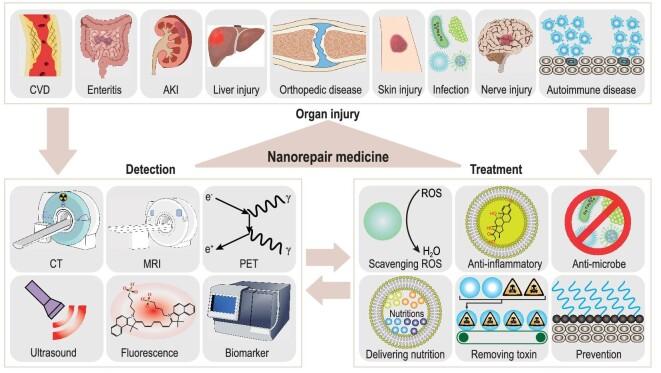 https://cdn.ncbi.nlm.nih.gov/pmc/blobs/384e/11384914/45eaeaaa3a79/nwae280fig5.jpg