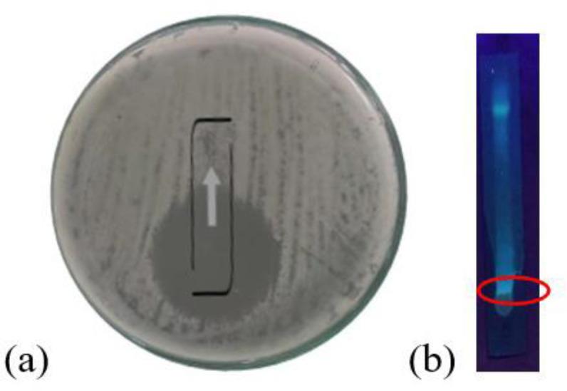 https://cdn.ncbi.nlm.nih.gov/pmc/blobs/384f/11162162/047679c395b7/IJM-16-208-g002.jpg
