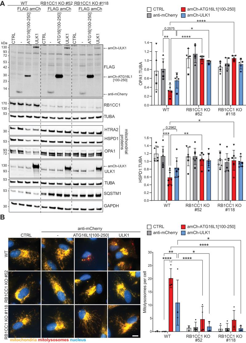 https://cdn.ncbi.nlm.nih.gov/pmc/blobs/3851/11760219/194e3210db64/KAUP_A_2395149_F0004_C.jpg