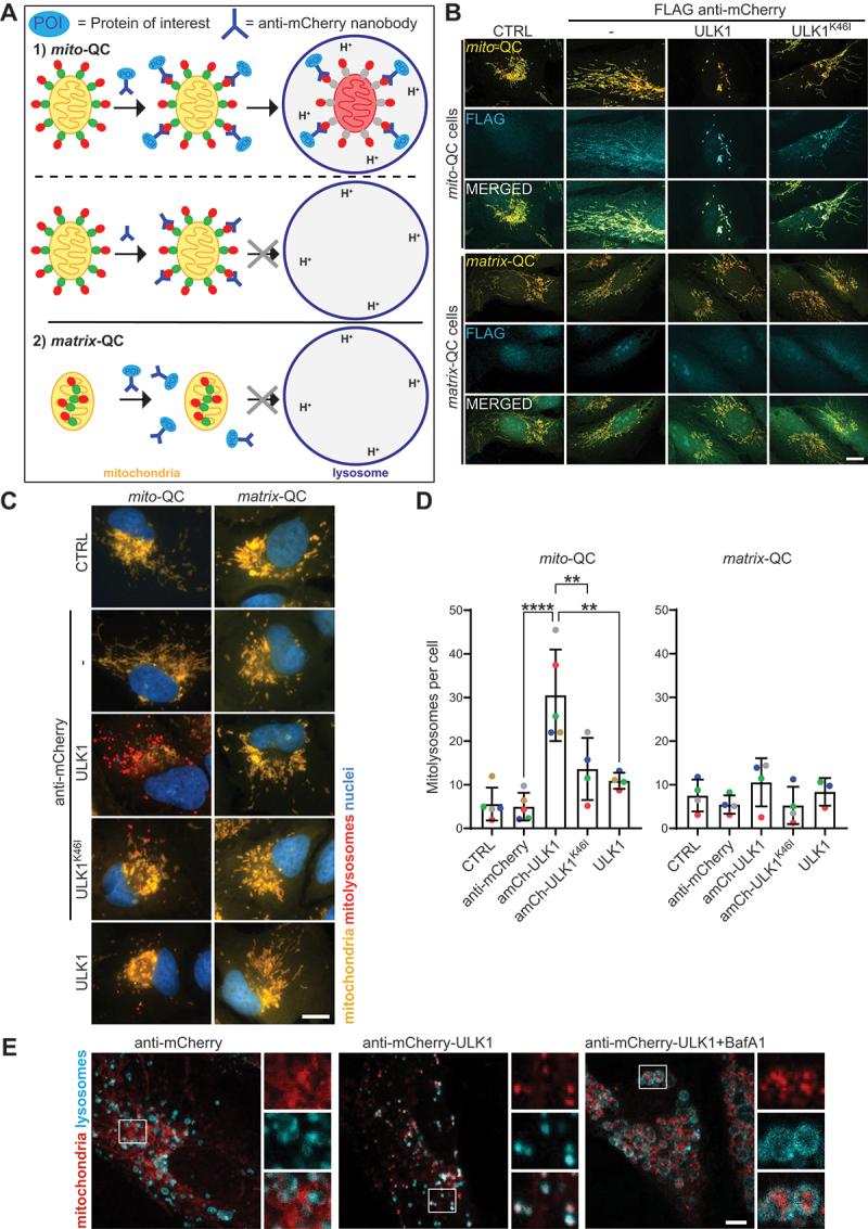 https://cdn.ncbi.nlm.nih.gov/pmc/blobs/3851/11760219/5dc32713d8d9/KAUP_A_2395149_F0001_C.jpg