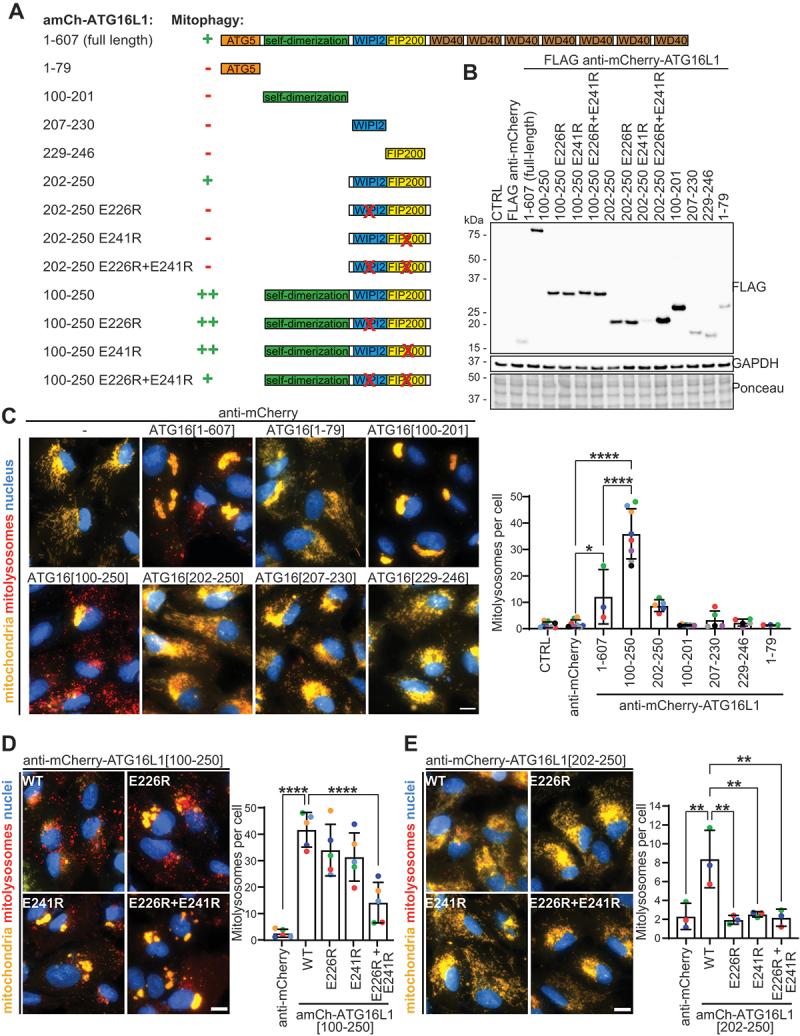 https://cdn.ncbi.nlm.nih.gov/pmc/blobs/3851/11760219/6807ebedc659/KAUP_A_2395149_F0003_C.jpg
