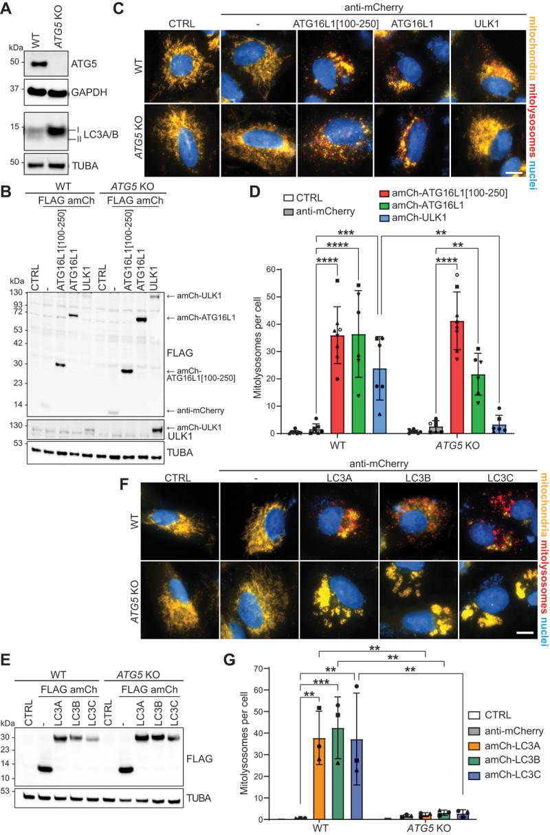 https://cdn.ncbi.nlm.nih.gov/pmc/blobs/3851/11760219/f0a855532589/KAUP_A_2395149_F0006_C.jpg