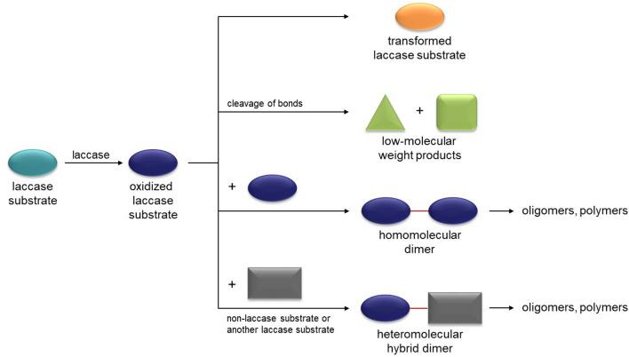 https://cdn.ncbi.nlm.nih.gov/pmc/blobs/3852/9974771/b44dcc8e6fc1/11274_2023_3539_Fig2_HTML.jpg