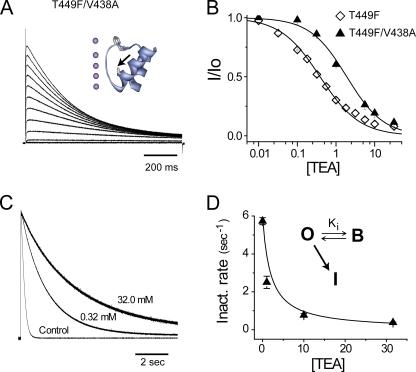 https://cdn.ncbi.nlm.nih.gov/pmc/blobs/3855/2806421/857eba41879e/JGP_200910260_RGB_Fig2.jpg