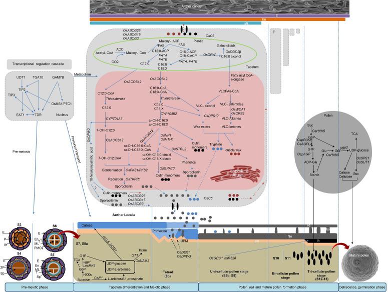 https://cdn.ncbi.nlm.nih.gov/pmc/blobs/3855/7982899/864c4bd8babf/fpls-12-629314-g001.jpg