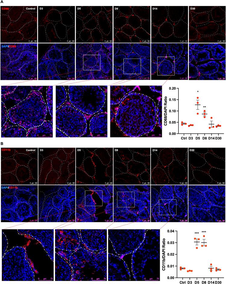 https://cdn.ncbi.nlm.nih.gov/pmc/blobs/3856/11706467/c7d87c11a8d5/ppat.1012804.g005.jpg