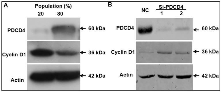 https://cdn.ncbi.nlm.nih.gov/pmc/blobs/3856/4730255/060c3180eb1c/ijms-17-00008-g004.jpg