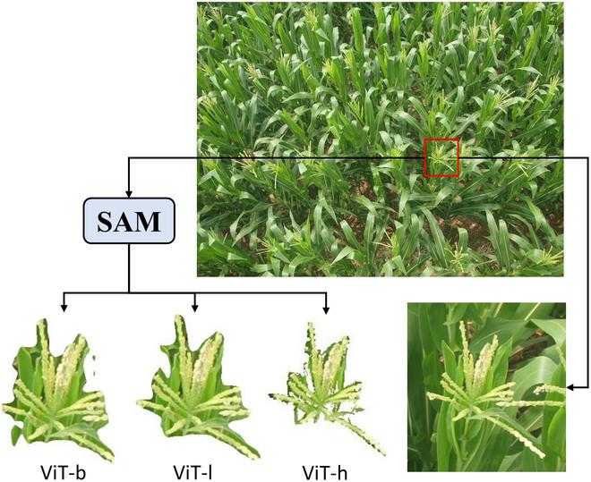 https://cdn.ncbi.nlm.nih.gov/pmc/blobs/3859/11639208/def6e5cdce21/plantphenomics.0271.fig.015.jpg