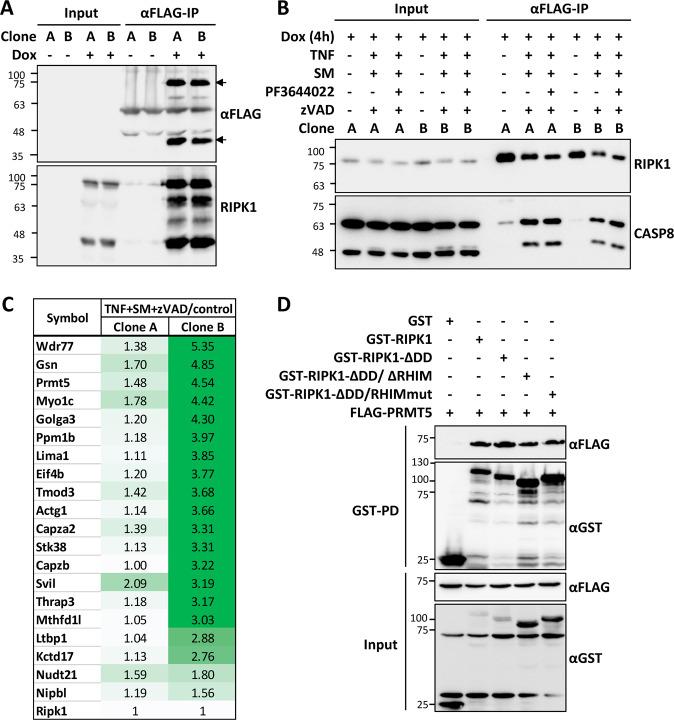 https://cdn.ncbi.nlm.nih.gov/pmc/blobs/385c/9852244/dfc0fdef864f/41420_2023_1299_Fig1_HTML.jpg