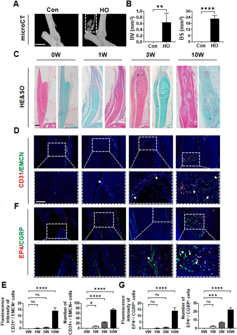 https://cdn.ncbi.nlm.nih.gov/pmc/blobs/385e/11576939/ae624042b78e/gr2.jpg