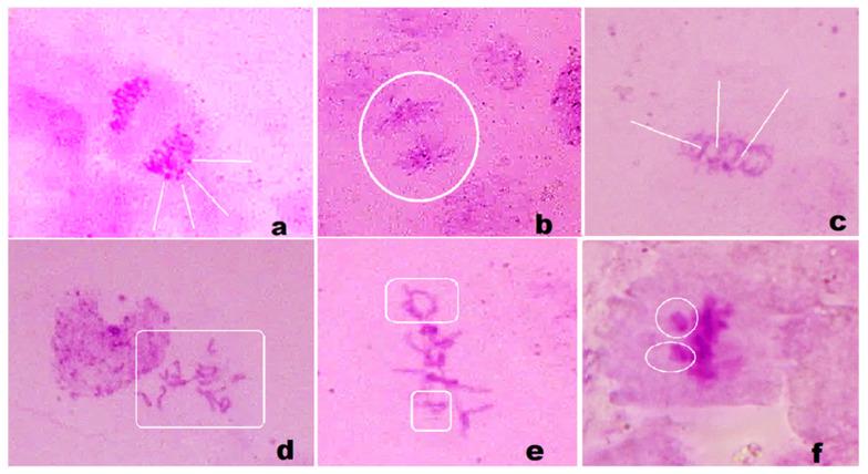 https://cdn.ncbi.nlm.nih.gov/pmc/blobs/3862/10971869/bf9212f17a88/materials-17-01229-g014.jpg