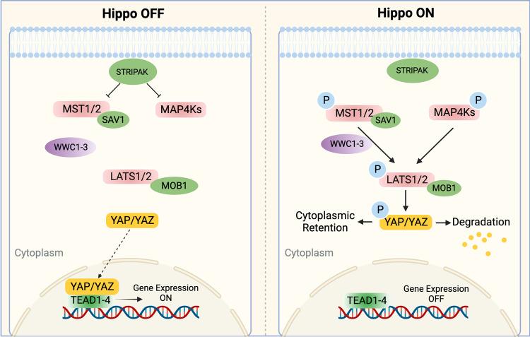 https://cdn.ncbi.nlm.nih.gov/pmc/blobs/3867/9643504/5e6bda85c472/41392_2022_1191_Fig2_HTML.jpg