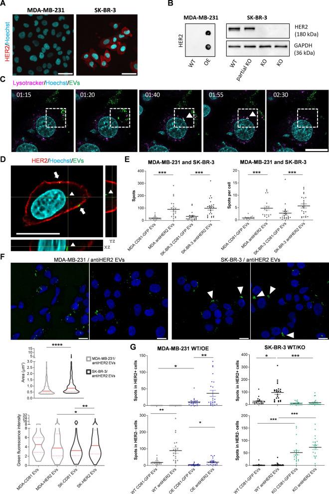 https://cdn.ncbi.nlm.nih.gov/pmc/blobs/386b/11475557/1e672cc5cd34/12929_2024_1084_Fig4_HTML.jpg