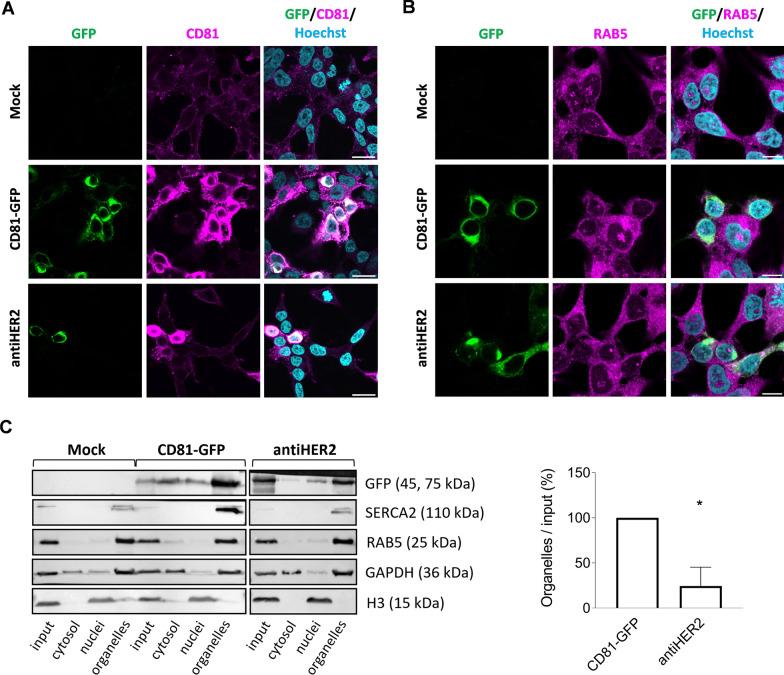https://cdn.ncbi.nlm.nih.gov/pmc/blobs/386b/11475557/52159d8236a2/12929_2024_1084_Fig1_HTML.jpg