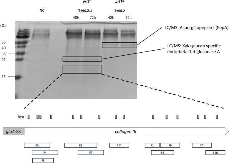 https://cdn.ncbi.nlm.nih.gov/pmc/blobs/386c/12333218/61d69c86f380/13068_2025_2681_Fig3_HTML.jpg