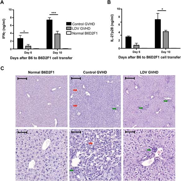 https://cdn.ncbi.nlm.nih.gov/pmc/blobs/386e/5418140/27b69d8049ea/IID3-5-200-g003.jpg