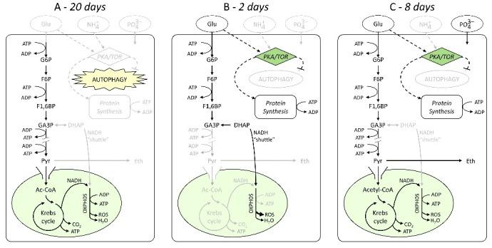 https://cdn.ncbi.nlm.nih.gov/pmc/blobs/3871/5969562/409541900e19/kccy-17-06-1442622-g005.jpg