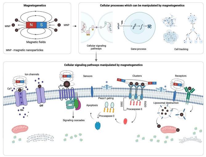 https://cdn.ncbi.nlm.nih.gov/pmc/blobs/3875/11163773/d21d0fbe7ce4/12951_2024_2616_Fig1_HTML.jpg