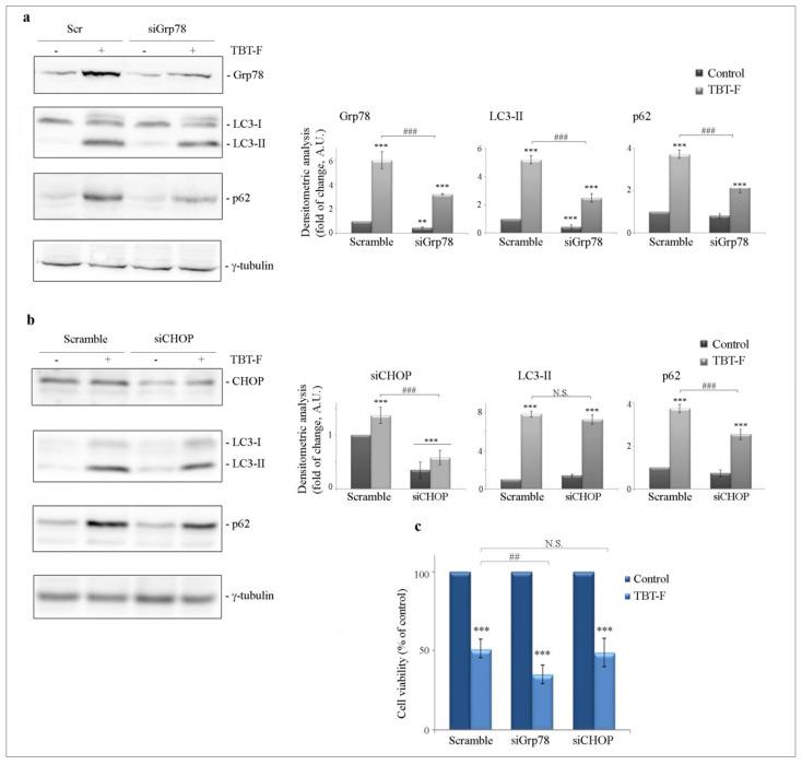 https://cdn.ncbi.nlm.nih.gov/pmc/blobs/387e/7663760/145b5d69492a/ijms-21-08135-g006.jpg